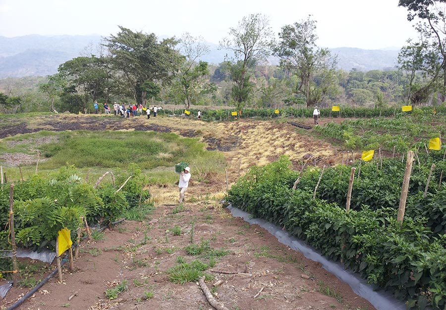 While visiting, ELM attorneys have the chance to work alongside San José villagers. In this picture, ELM partner Nat Taylor helps haul peppers.