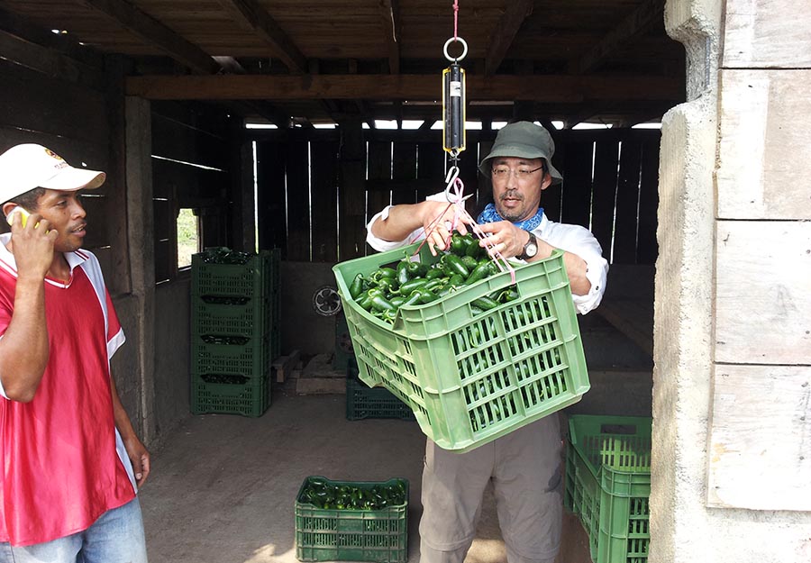 Agroaldea San José generates sustainable income by selling its produce. Here, ELM partner Daniel Ichinaga learns to weigh peppers for shipping.